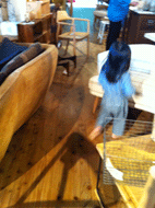 IMG_4764.gif